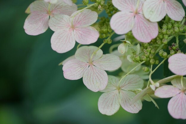 Foto prossimo piano di una pianta a fiori rosa