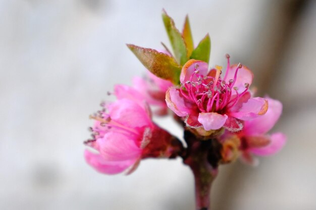 Close-up of pink flowering plant