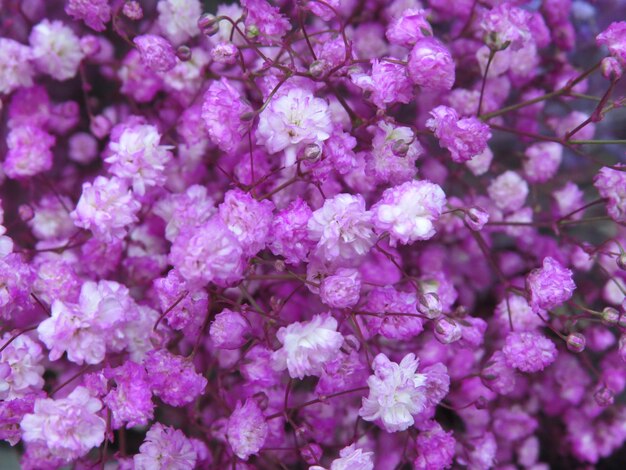 Photo close-up of pink flowering plant