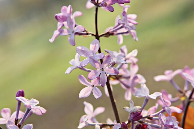 ピンクの花の植物のクローズアップ