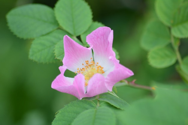 Foto prossimo piano di una pianta a fiori rosa