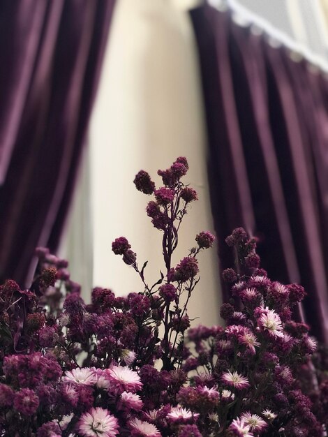 Photo close-up of pink flowering plant