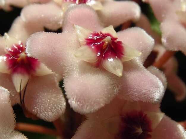 Photo close-up of pink flowering plant