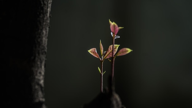 Photo close-up of pink flowering plant