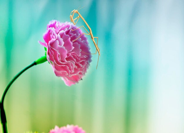 Foto prossimo piano di una pianta a fiori rosa