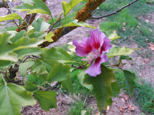 Close-up of pink flowering plant