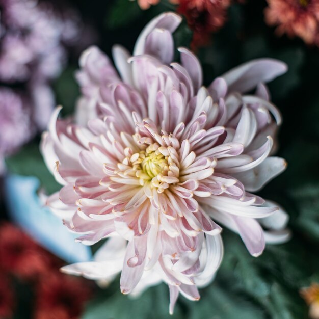 Photo close-up of pink flowering plant