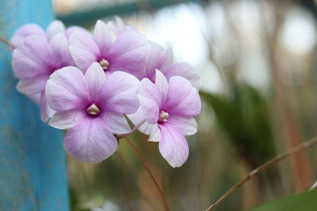 Photo close-up of pink flowering plant