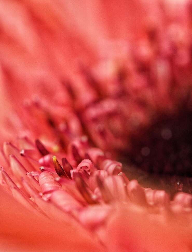 Photo ピンクの花の植物のクローズアップ