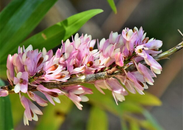 ピンクの花の植物のクローズアップ