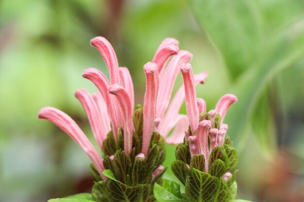 ピンクの花の植物のクローズアップ