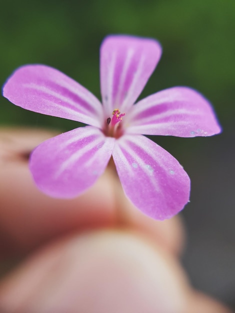 Foto prossimo piano di una pianta a fiori rosa