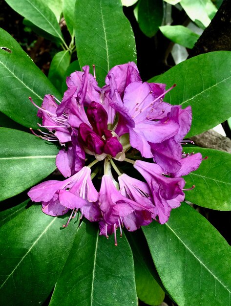 Close-up of pink flowering plant