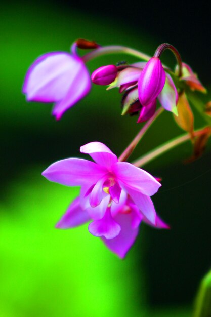 Close-up of pink flowering plant