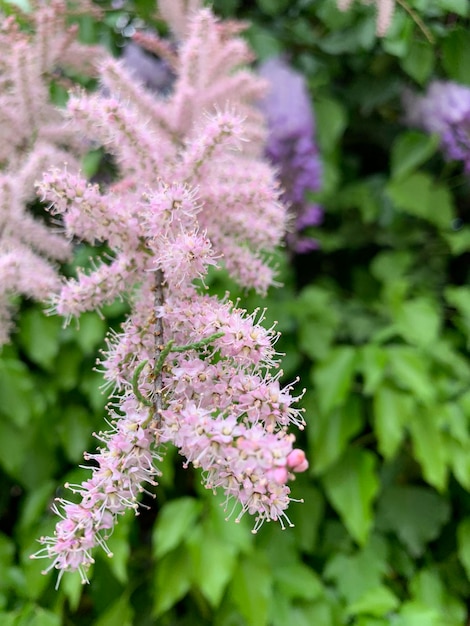 Foto prossimo piano di una pianta a fiori rosa