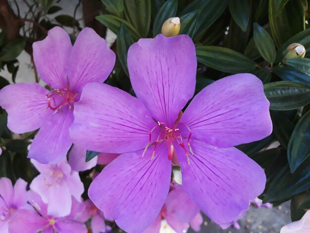 Close-up of pink flowering plant