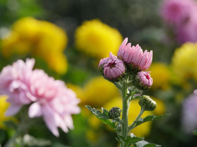 Close-up of pink flowering plant