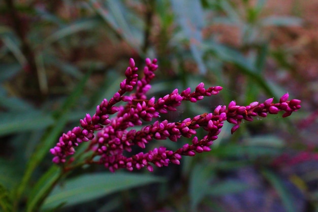 Photo close-up of pink flowering plant