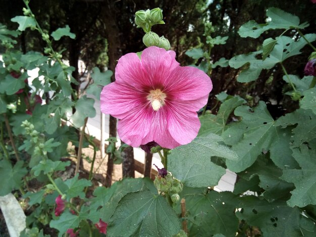 Close-up of pink flowering plant