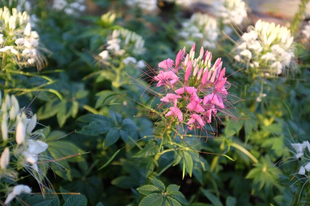 Close-up of pink flowering plant