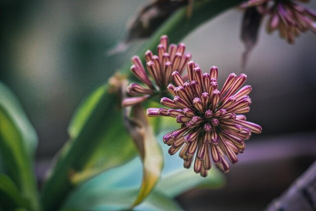 Foto prossimo piano di una pianta a fiori rosa