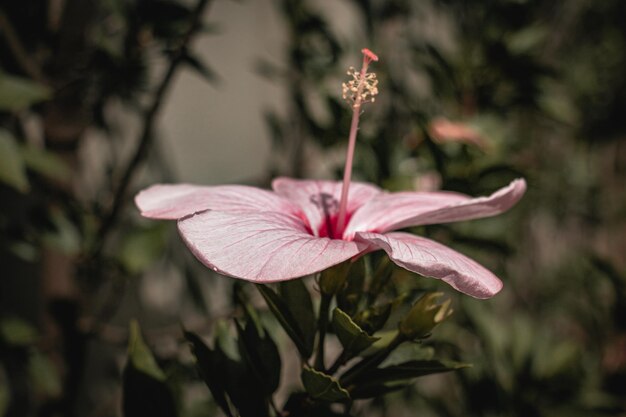 Photo close-up of pink flowering plant