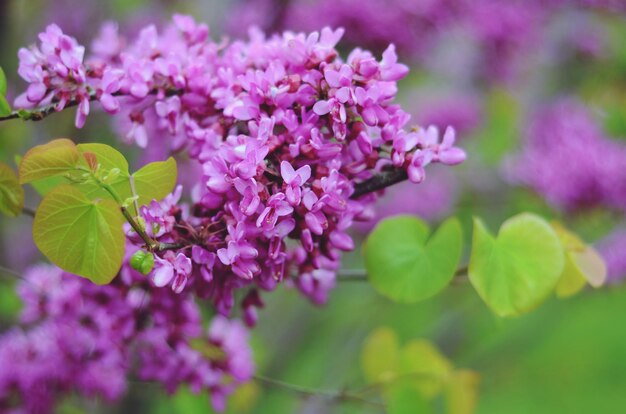 Photo close-up of pink flowering plant