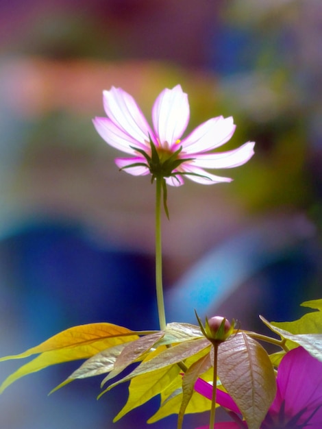 Foto prossimo piano di una pianta a fiori rosa