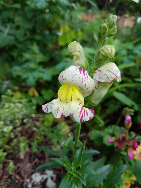 Close-up of pink flowering plant