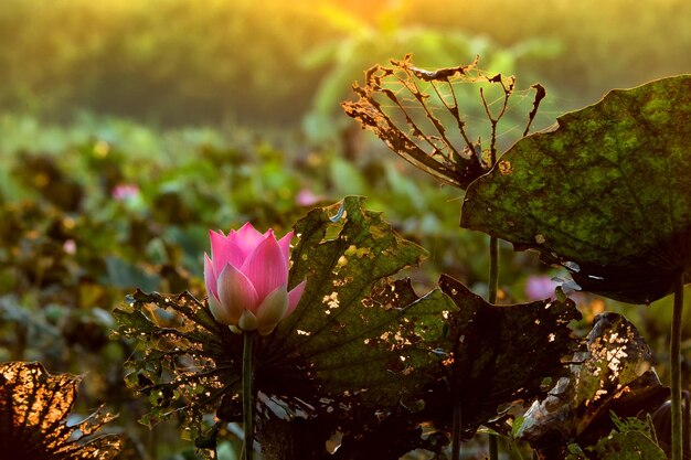 Photo close-up of pink flowering plant