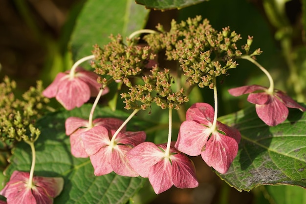 Foto prossimo piano di una pianta a fiori rosa