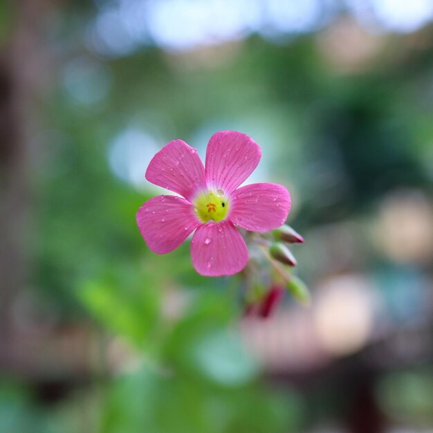 Close-up of pink flowering plant