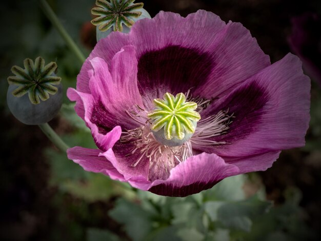 Foto prossimo piano di una pianta a fiori rosa