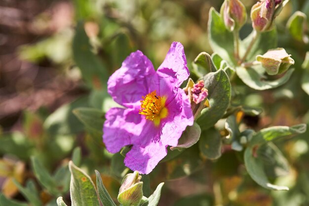 Photo close-up of pink flowering plant