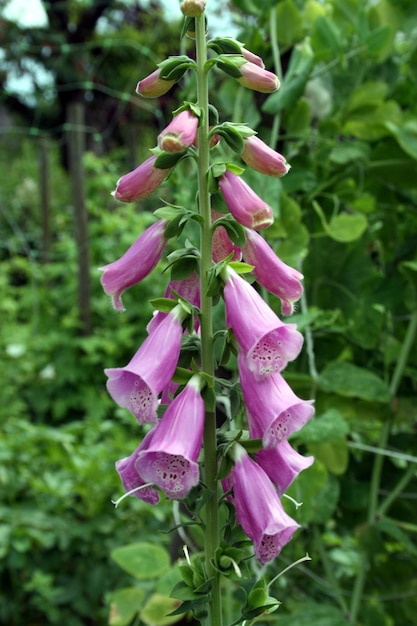 Prossimo piano di una pianta a fiori rosa