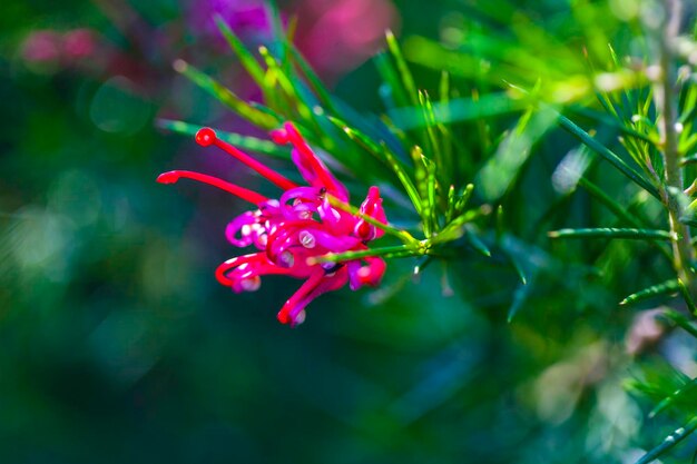 Close-up of pink flowering plant