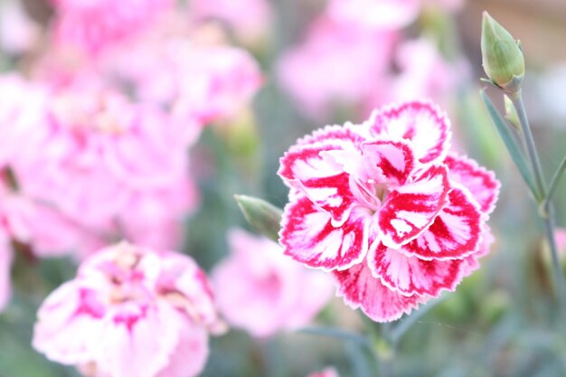 Photo close-up of pink flowering plant