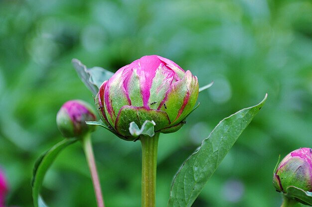 Close-up of pink flowering plant