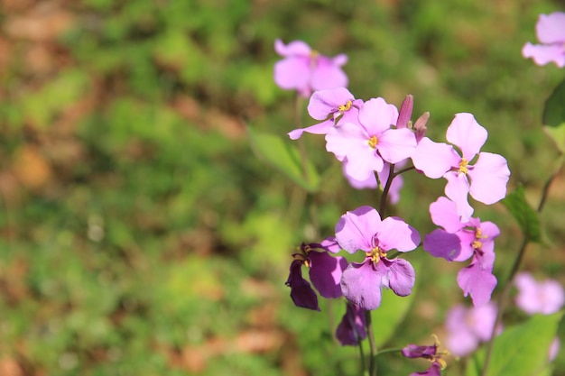 Foto prossimo piano di una pianta a fiori rosa