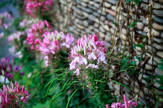 Photo close-up of pink flowering plant