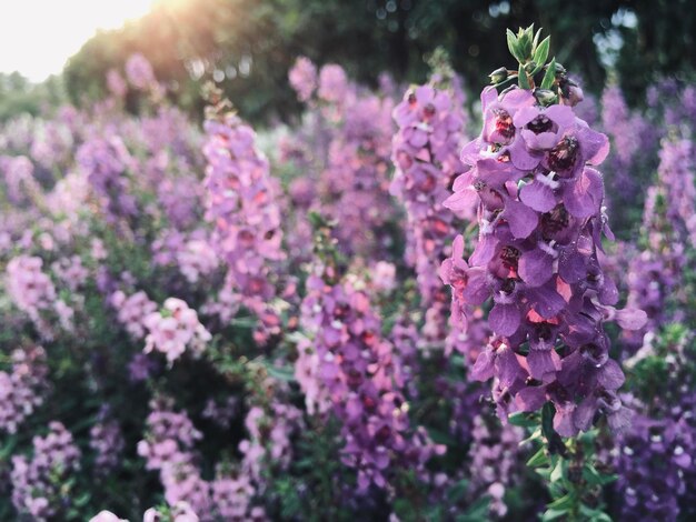 Photo close-up of pink flowering plant