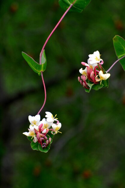 Photo close-up of pink flowering plant