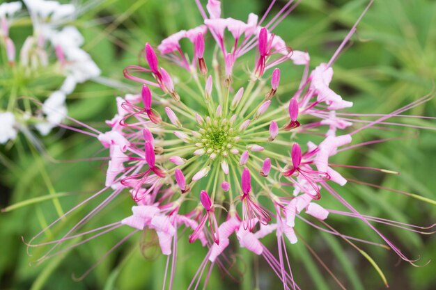 Photo close-up of pink flowering plant