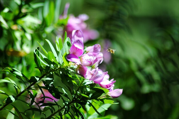 ピンクの花の植物のクローズアップ