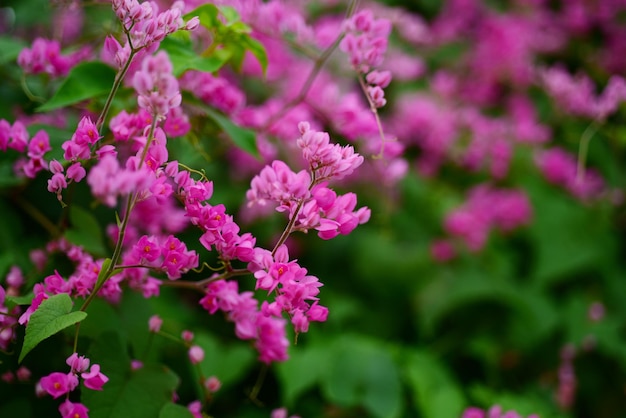 Photo close-up of pink flowering plant