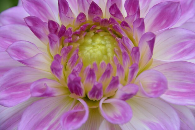 Foto prossimo piano di una pianta a fiori rosa