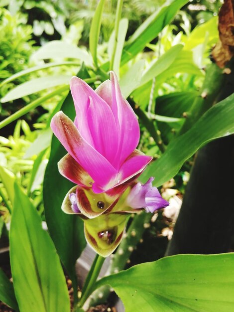 Close-up of pink flowering plant