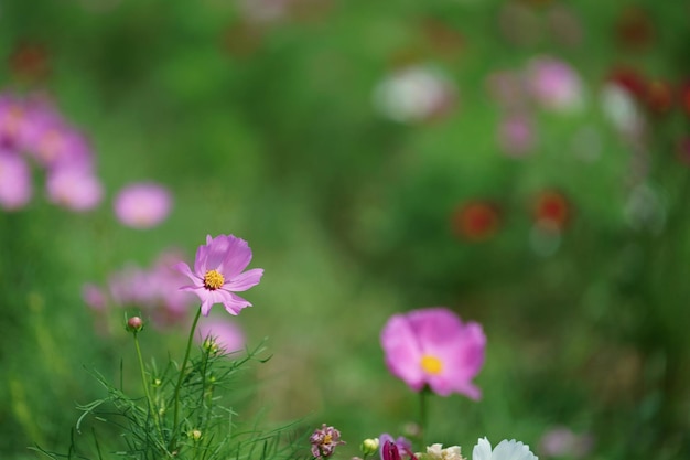 ピンクの花の植物のクローズアップ