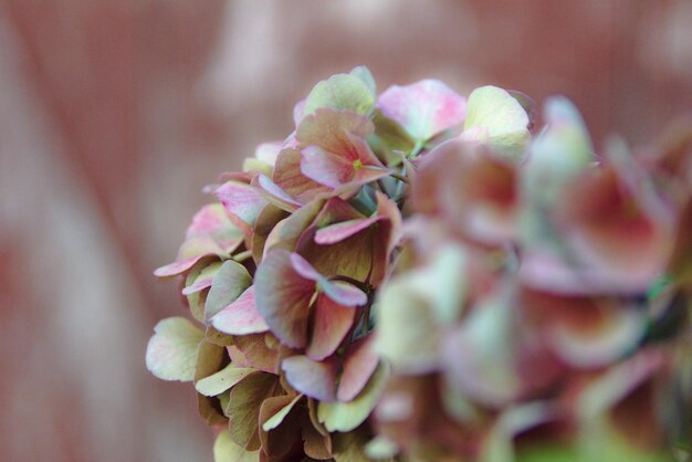 ピンクの花の植物のクローズアップ