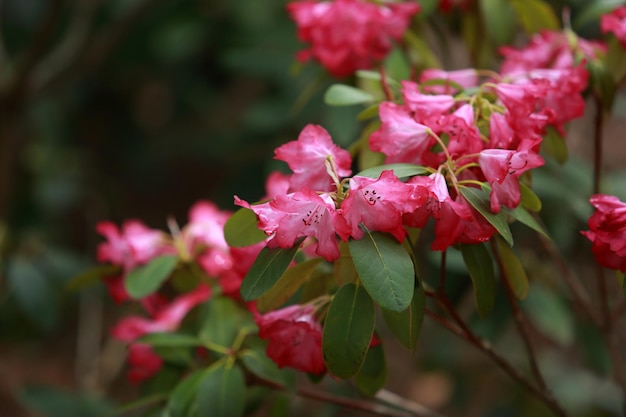 Photo close-up of pink flowering plant